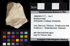 Foto (Objket + Etiketten) von Brachyura indet. 